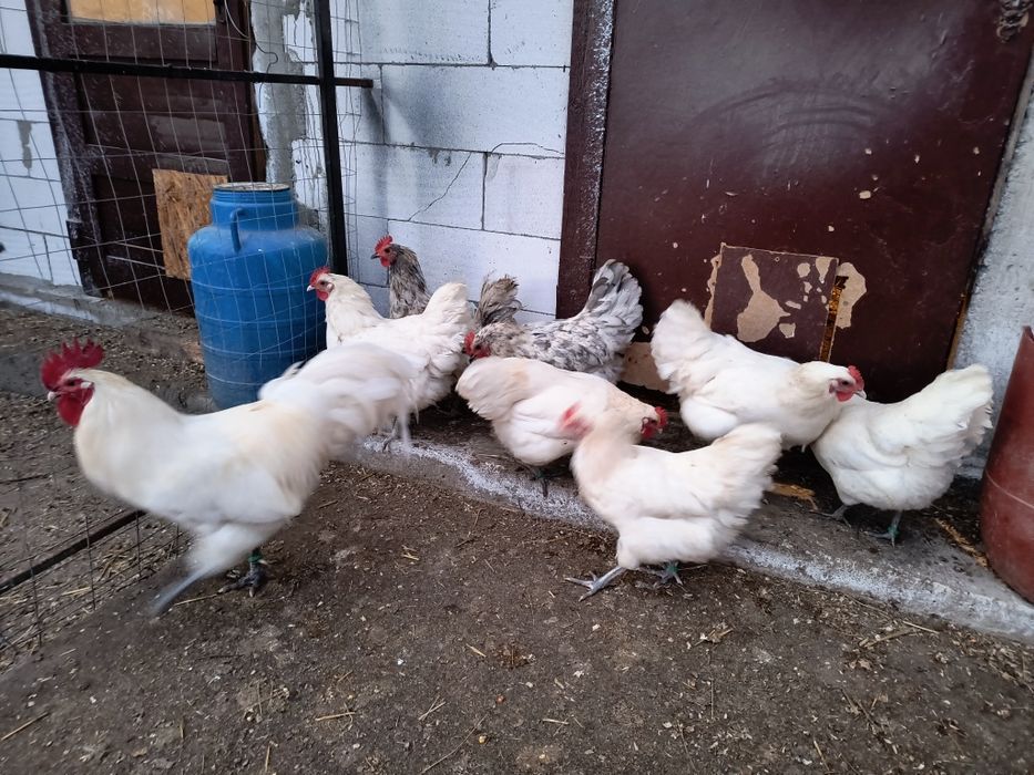 Oua incubat australorp alb