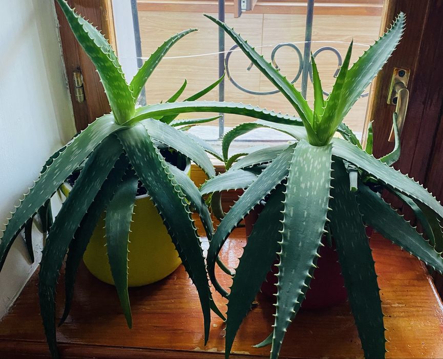 Продам алоэ вера и столетник.