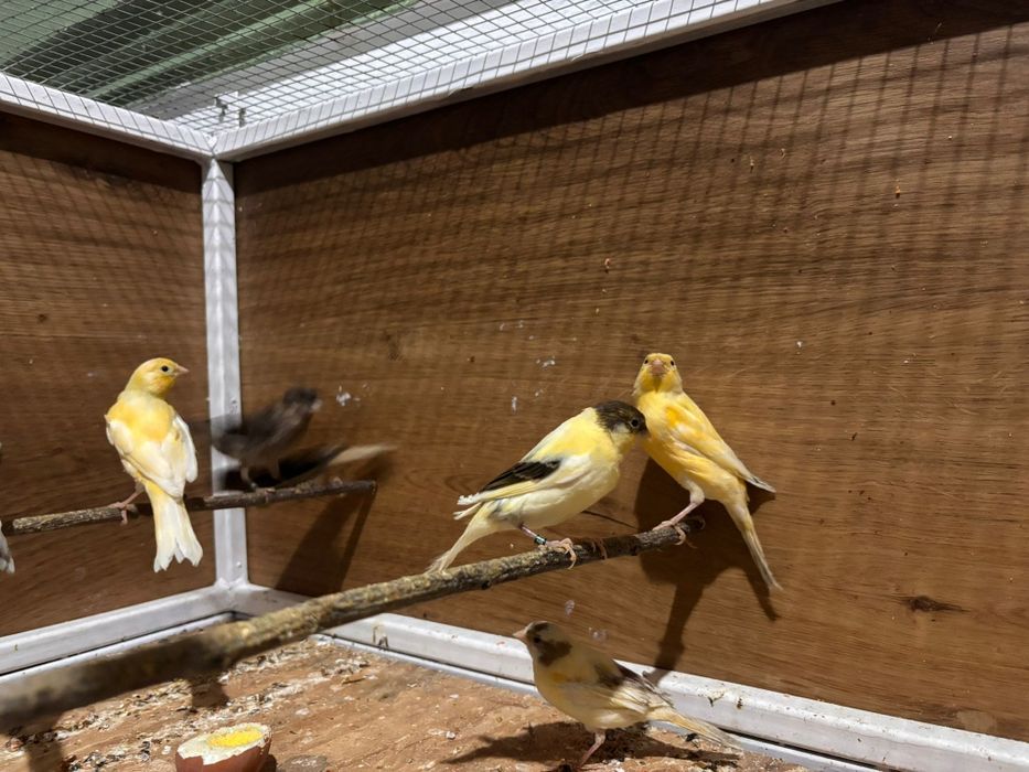 Pui de canar de culoare 2026