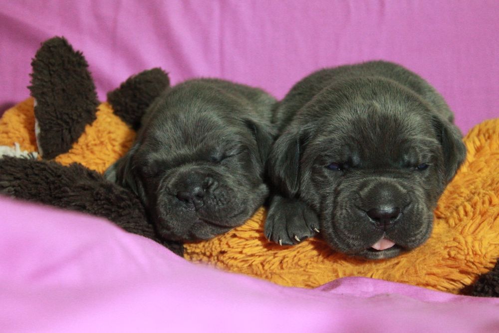 Щенки кане корсо