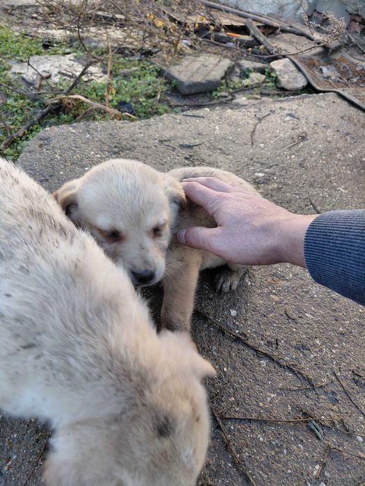 Кученца за подаряване