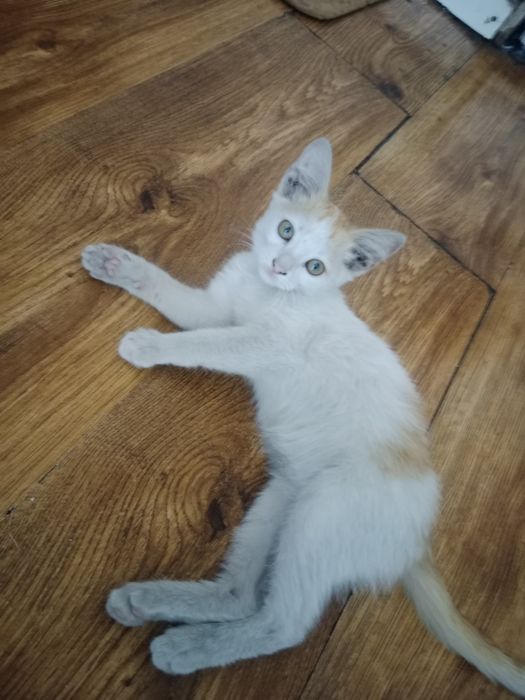 Отдам в хорошие руки