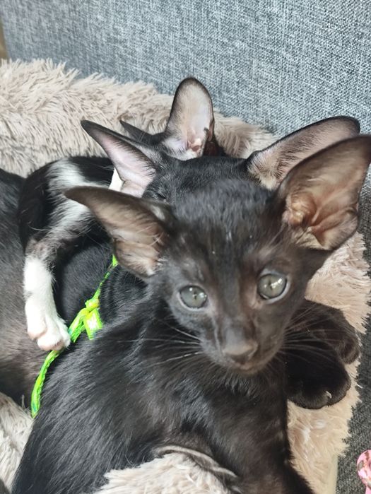 Ориентальные котята