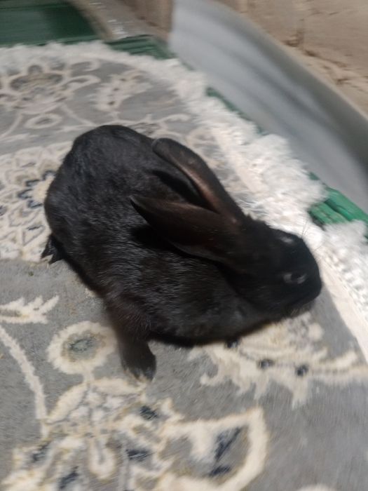 80 mingdan 4 oylik jaydari quyonlar