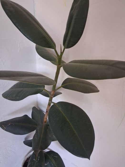 Комнатное растение