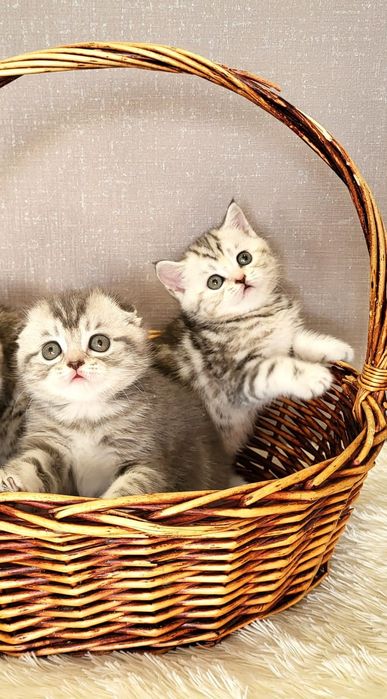 Замечательные котятки