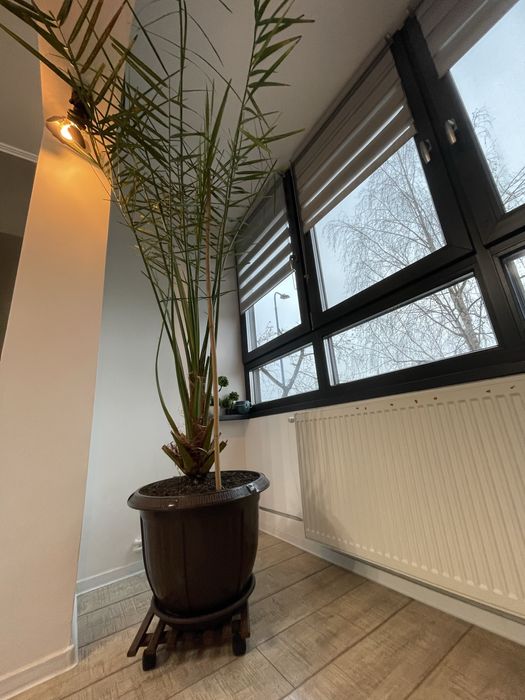 Plata ghiveci palmier curmal aclimatizat decorativ