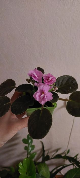 Фиалки 1000тг цветут