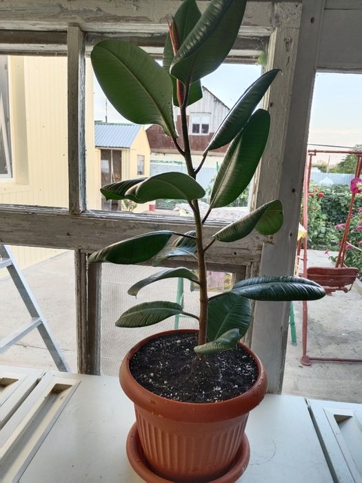 Фикус каучуконосный