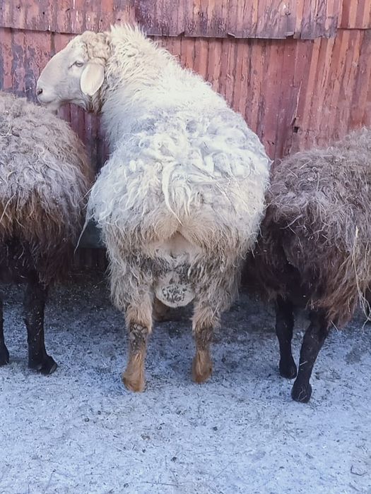 Продам Қошқара произодителя!