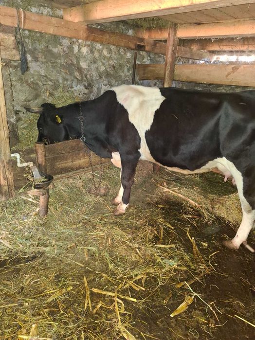 Vaca gestanta, varsta 3 ani.