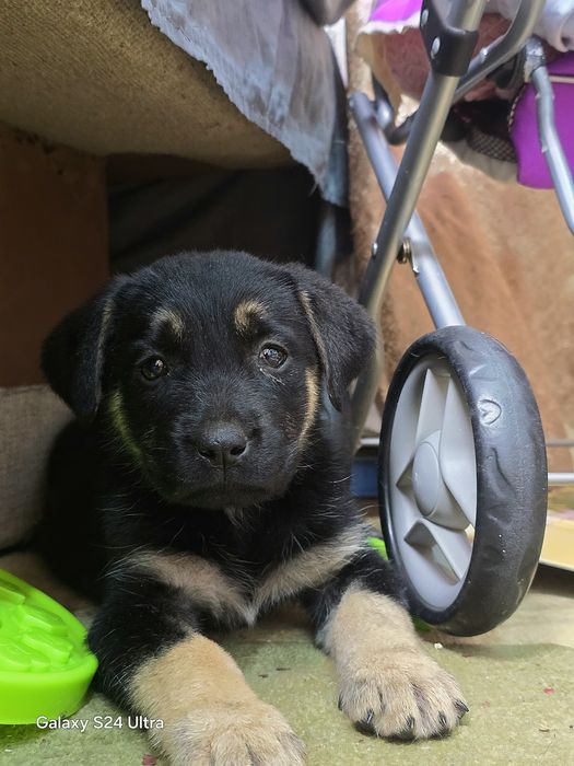 Девочка ищет дом