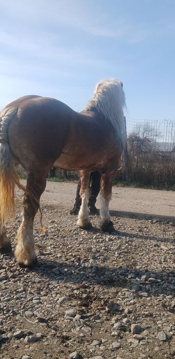 Vând un harmasar de osedit de frumos de 6 ani