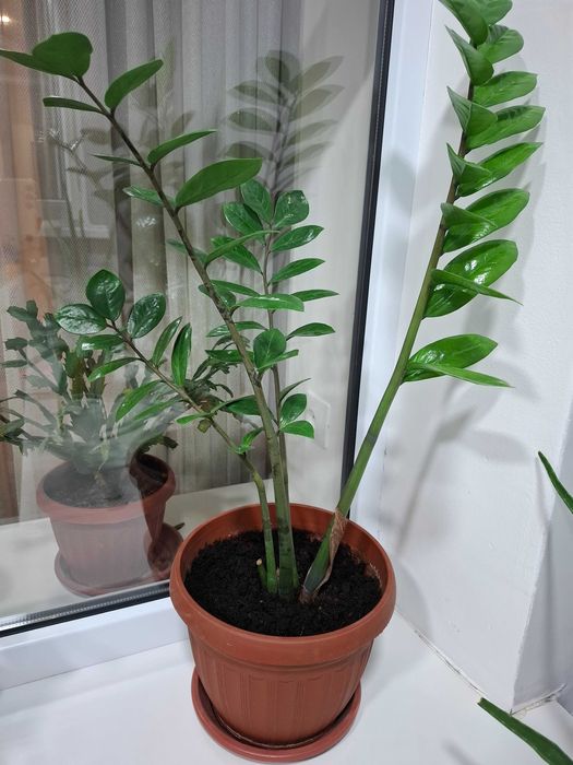 Долларовое дерево (Замиокулькас)