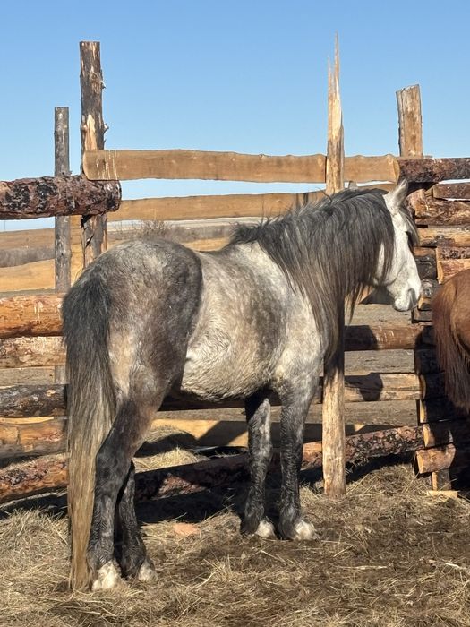 Жеребец табунный