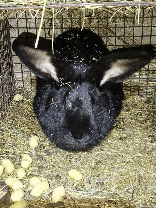 Кролики крупные самцы самки