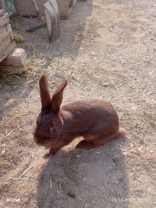 Еркек қоиандар сатылады