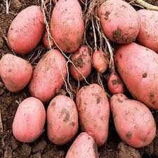 Продаю домашний картофель