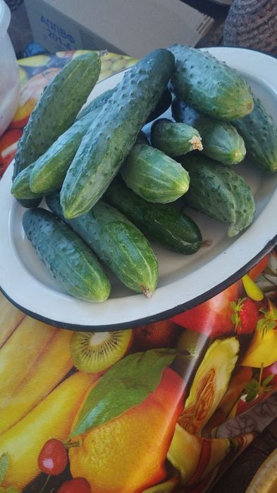 Продам домашние огурцы