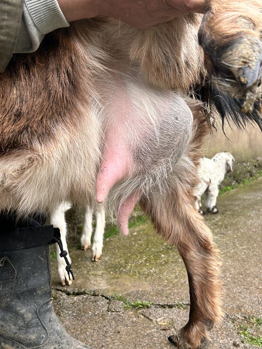 Ешкі егіз лағымен