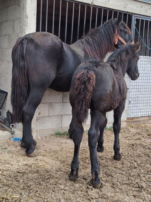 De vânzare iapă de 2 ani și jumătate cu mânză de 4 luni
