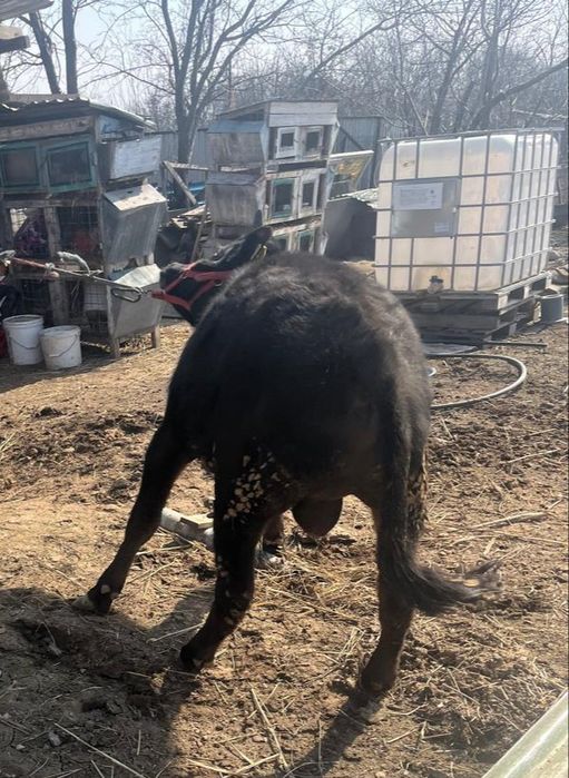 Продам сельхоз животных