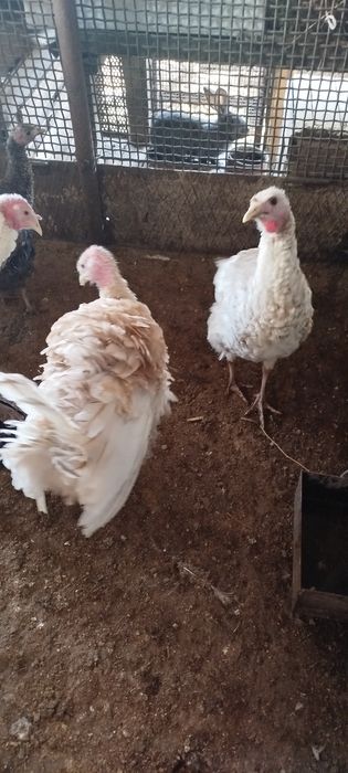 Продам молодых индюков самцов
