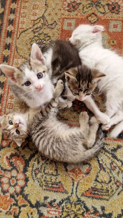 Котята в добрые руки. Мама породистая