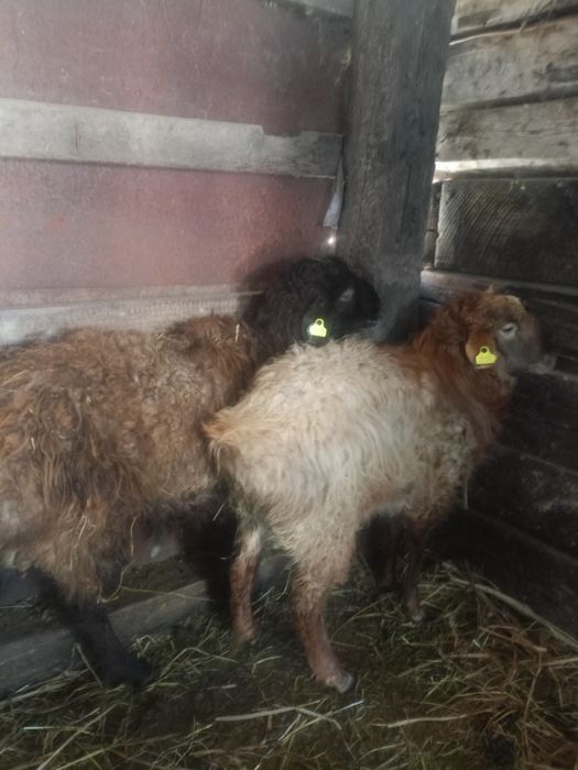 Бараны молодняки кошкарчики