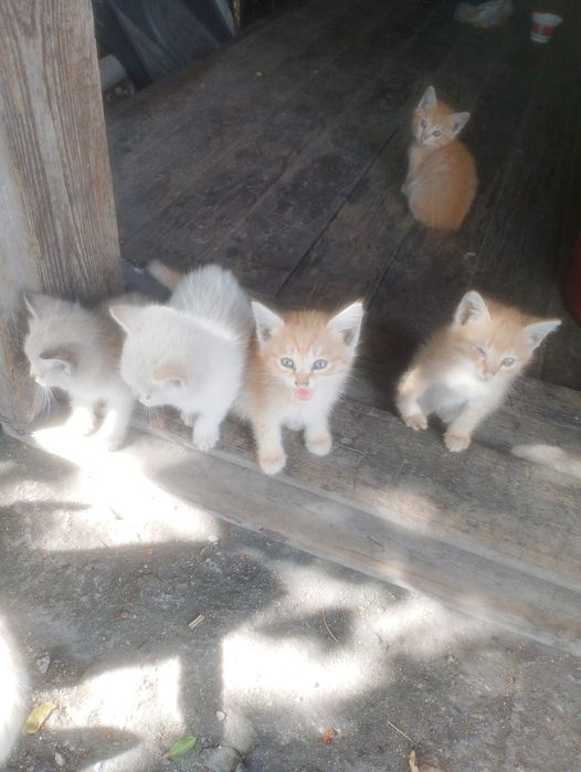 Отдам котят в хорошие руки
