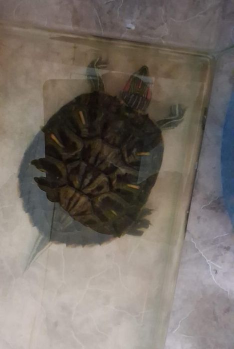 Отдам красноухую черепаху