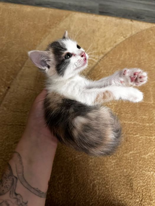 Котята 1,5 месяца в добрые руки