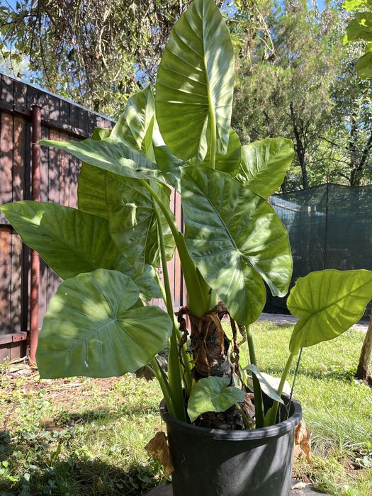 Floare de Colocasia la ghiveci- ureche de elefant