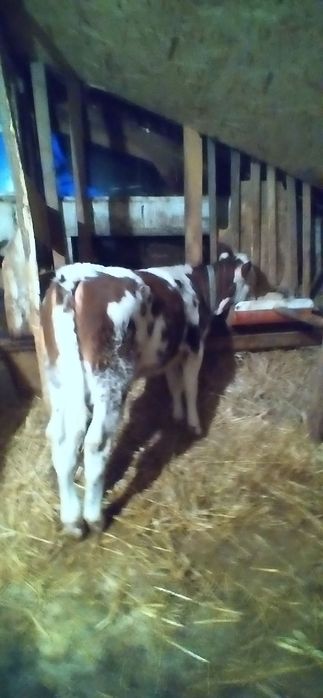 Vițea bălțată de Vînzare