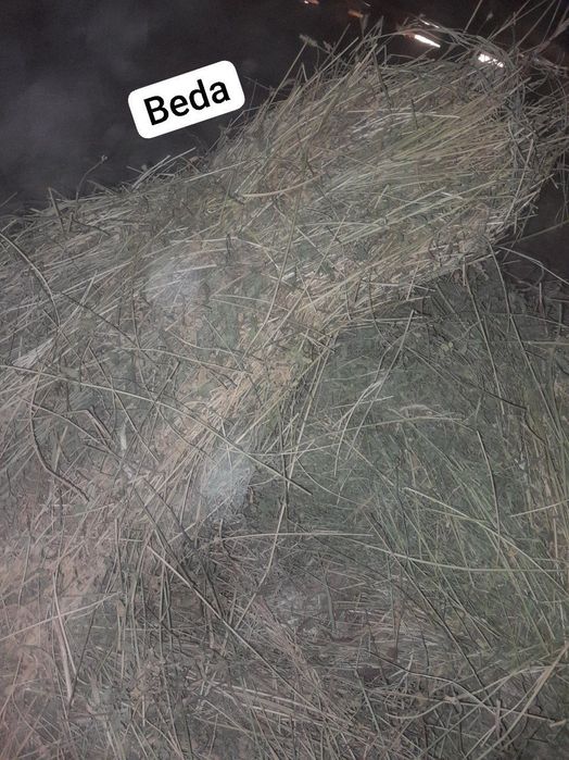 Beda 100 ta va yemishlar 40ta