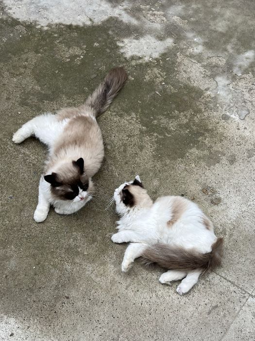 Элитная пара Regdoll с голубыми глазами