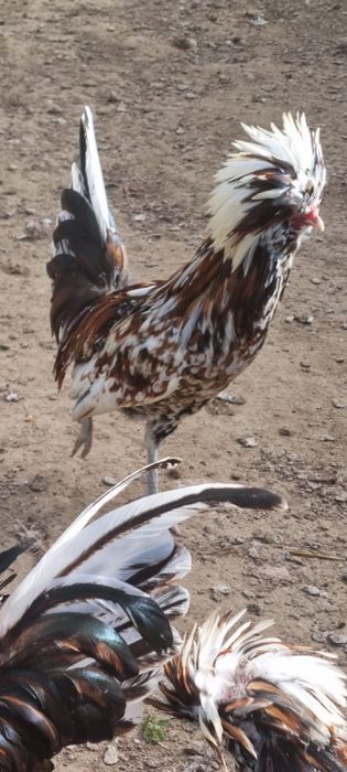 Gaini padoane portelan