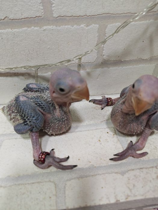 Продаются птенцы Александрийского попугая.