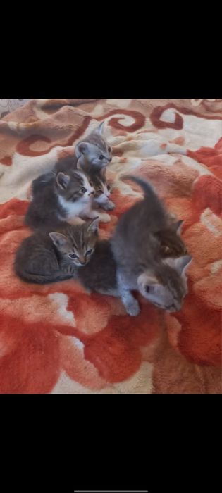 Отдам котят в хорошие руки