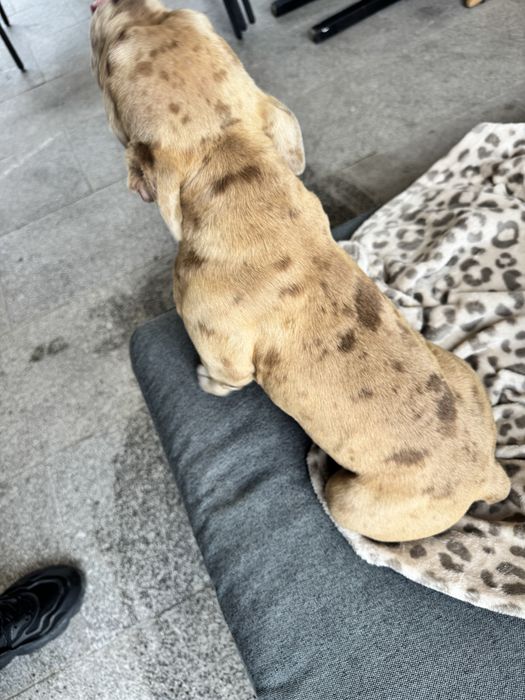 Pui femela American Bully Pocket