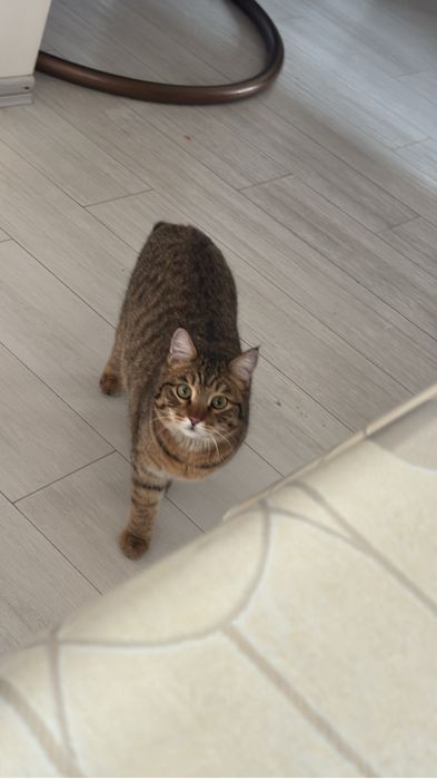 Пропал кот Район Мирный,Карбшева