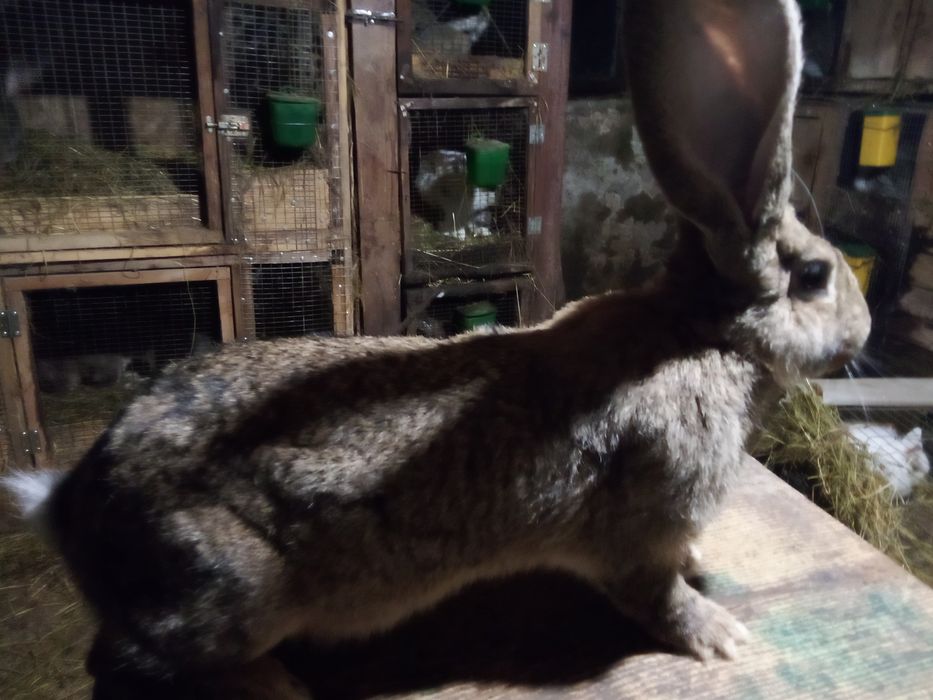 Продавам зайци Великани