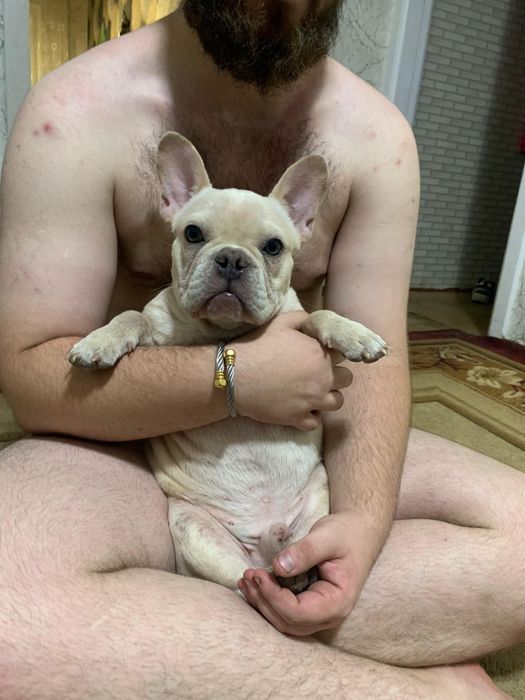 Продаётся французский бульдог