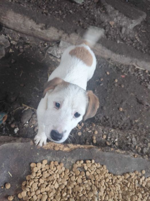 Donez cățelușe  metișe