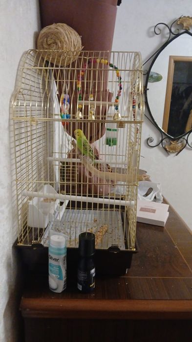 Продам попугая с клеткой
