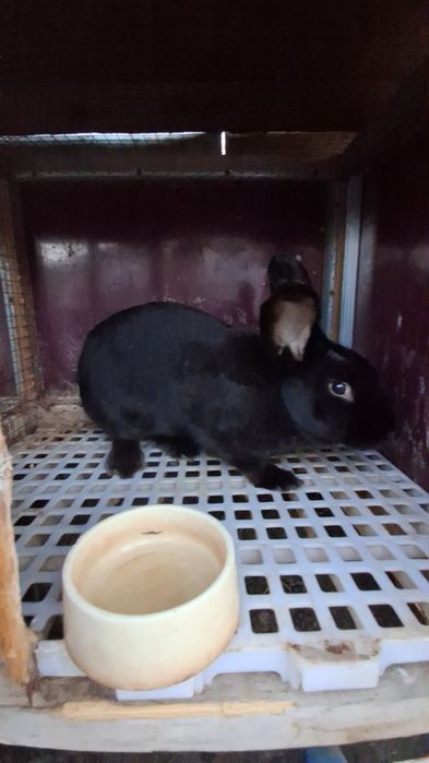 Quyon Sotiladi 4- Kilo