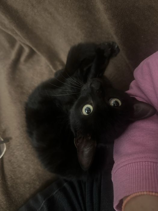 Blacky isi casuta casuta