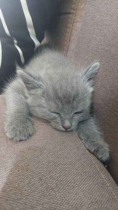 Котёнок в добрые руки