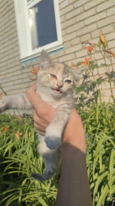 Котята в добрые руки!