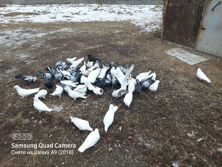 Продам голубей разных мастей